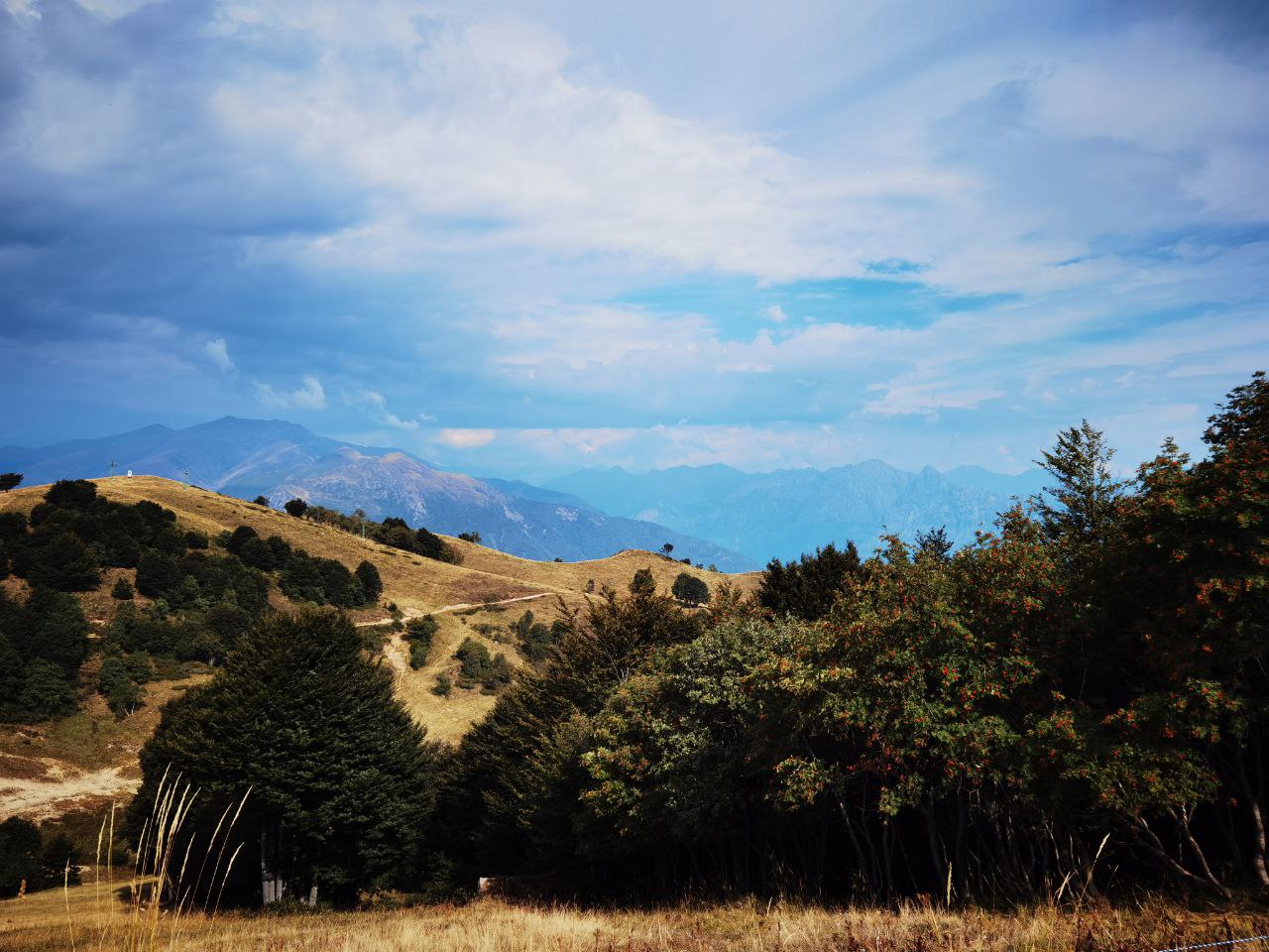 A photo of the dog in the nature